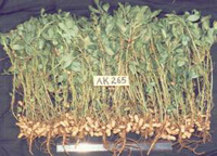 AK-265