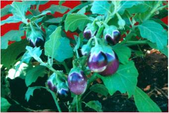Brinjal_Aruna