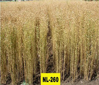 NL-260
