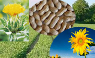 Oilseeds