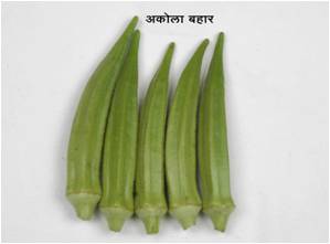 Okra_Ak_Bahar