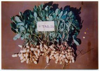 TAG-24