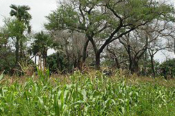 agrofor1