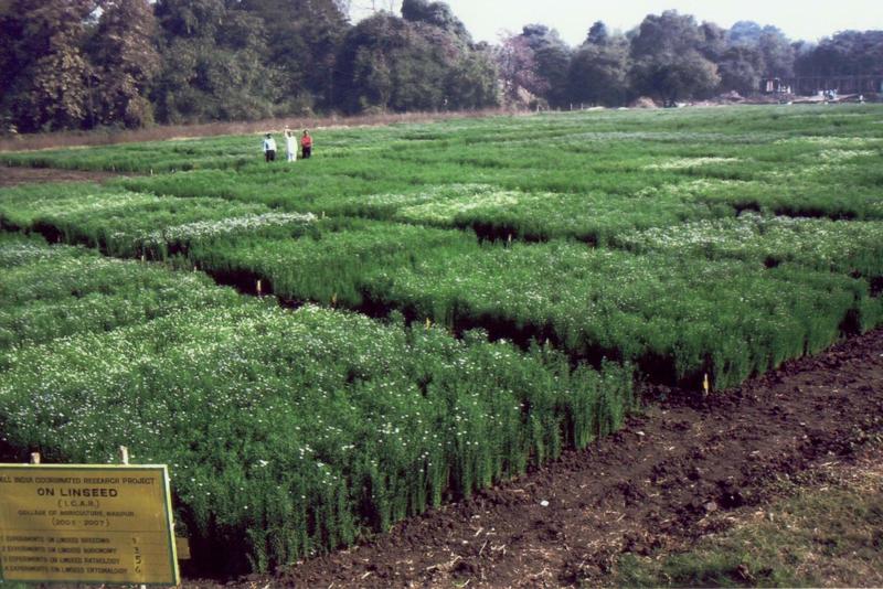 Linseed Oil at Rs 300/kg, Linseed Oil in Bengaluru