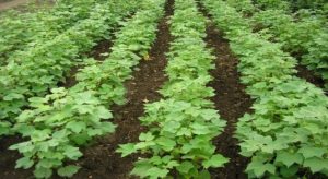 dryfurrow