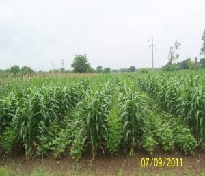 drysorgh