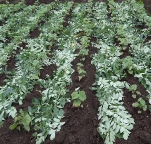 rainfed1