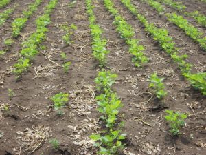 rainfed3