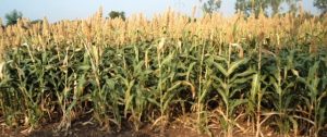 rainfed5